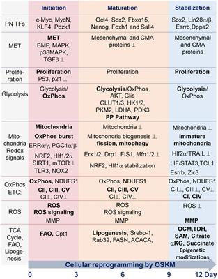 Metabolic control of induced pluripotency